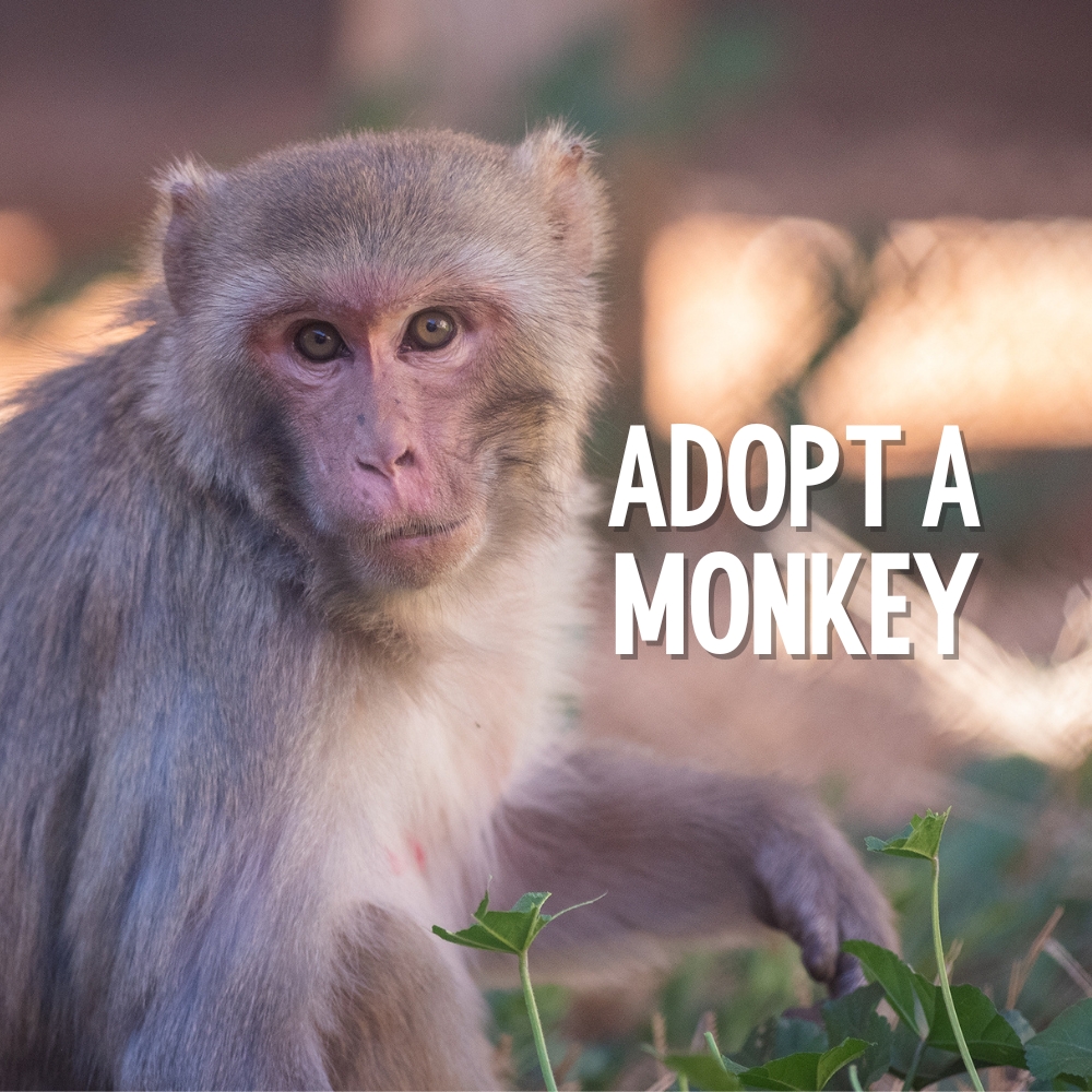 ADOPT A MONKEY!