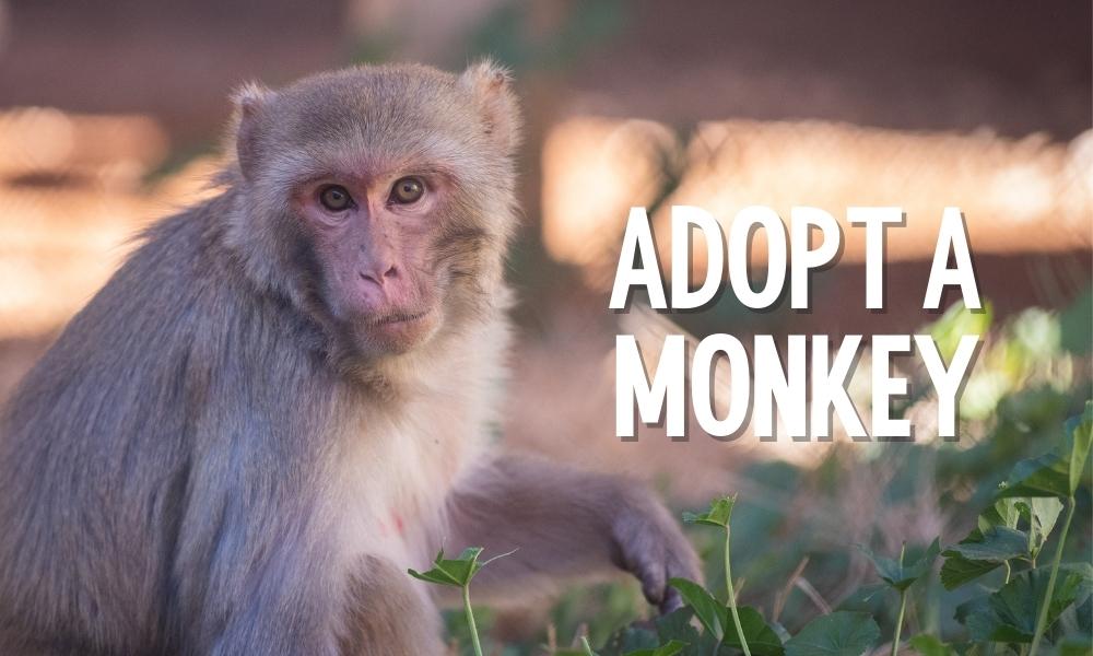 Cute Baby Monkeys For Free Adoption