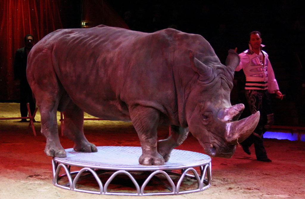 Animals In The Circus | Born Free USA Animal Advocacy