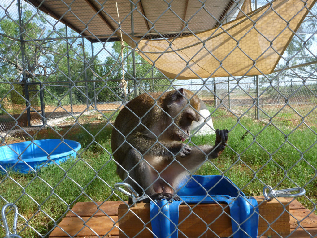 Freeman in his new enclosure after arriving at the sanctuary.