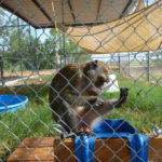 Freeman in his new enclosure after arriving at the sanctuary.