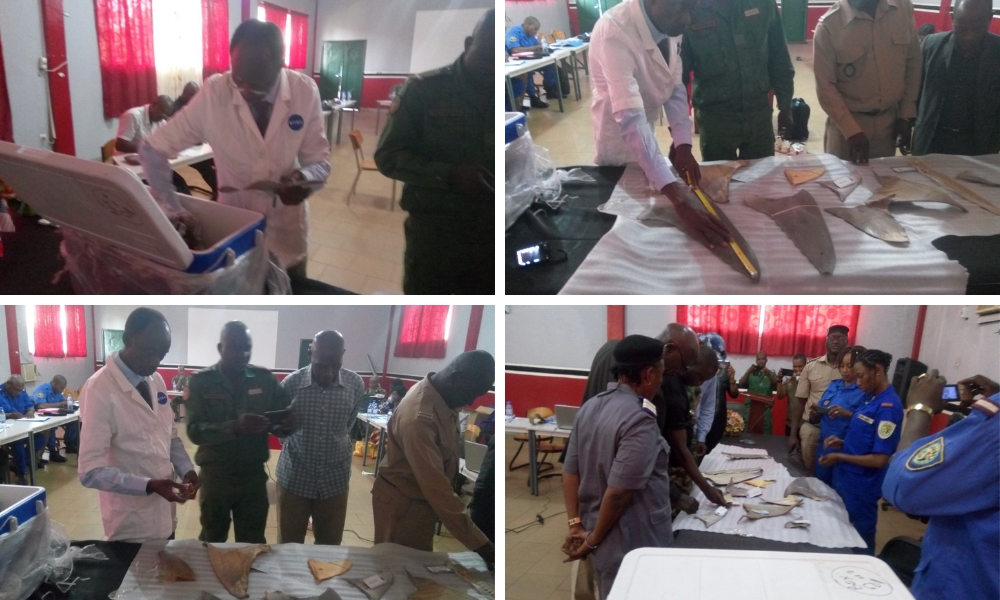 Trainees examining shark and other specimen.
