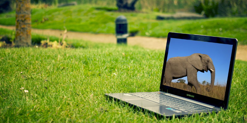 Born Free USA webinars