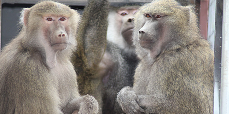 Rescued baboons Violet, Marlin, and Presley