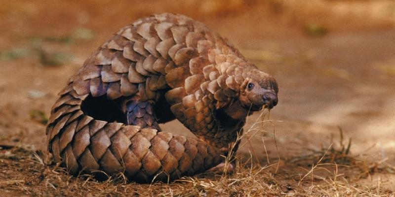 Photo of a pangolin