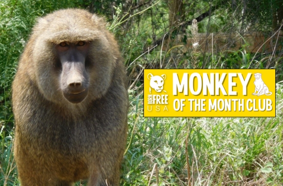 Monkey of the Month Club