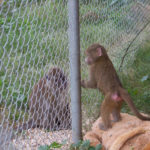 Freeman meets Elvis through the safety of a fence.