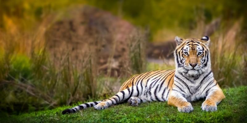 Photo of a tiger.