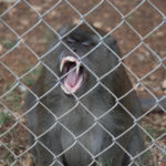 Freeman shows off his big teeth! Monkeys have large, powerful teeth that make them dangerous to be around.