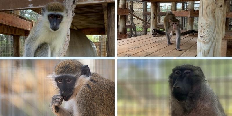 Photo collage of monkeys Kiki, Gambit, Willis, and Picassa.
