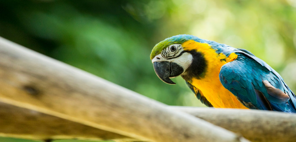 Animals in Captivity Born Free USA