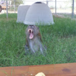 Freeman in his enclosure showing off his powerful teeth.