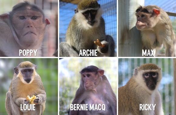 Vervet Monkeys - Born Free