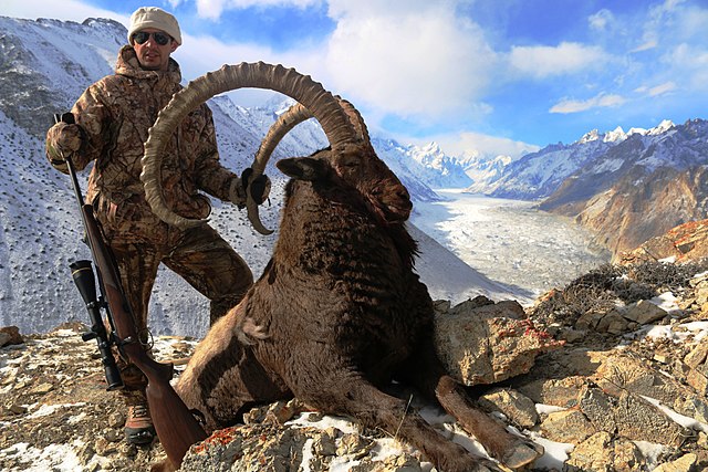 Himalayan Ibex Trophy Hunter