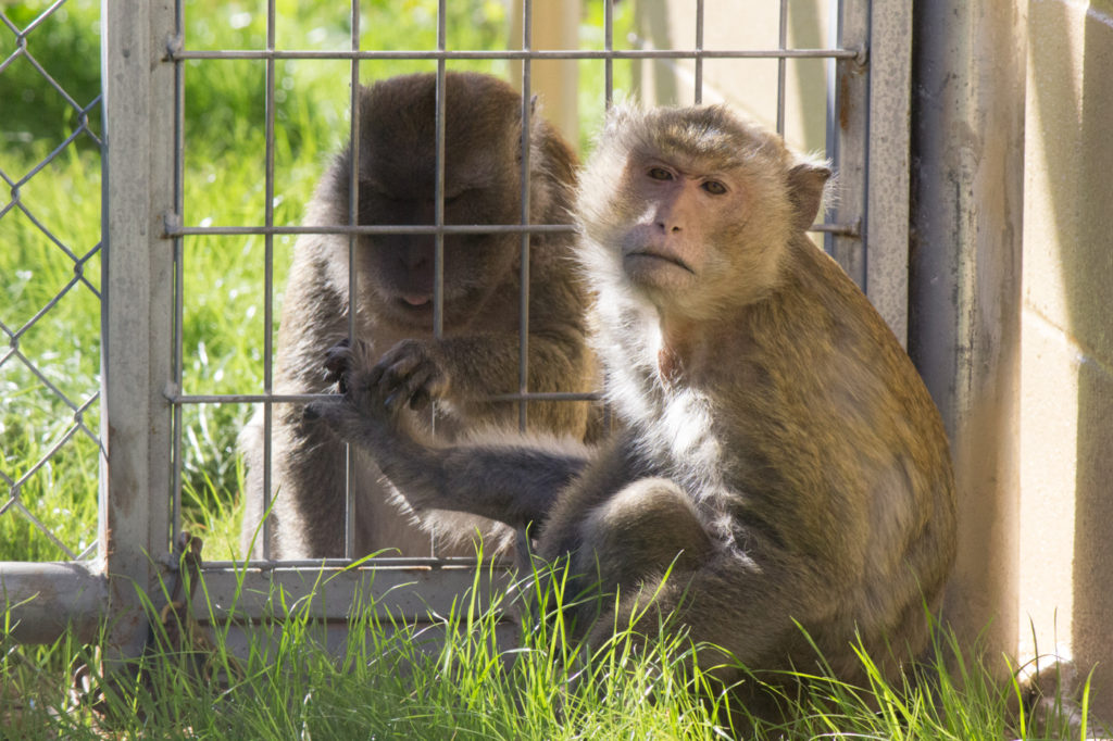 Freeman and his friend Chappy.