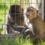 Freeman and his friend Chappy.