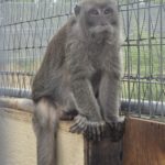 Freeman in his enclosure.