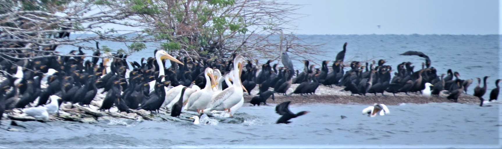 American White Pelicans.