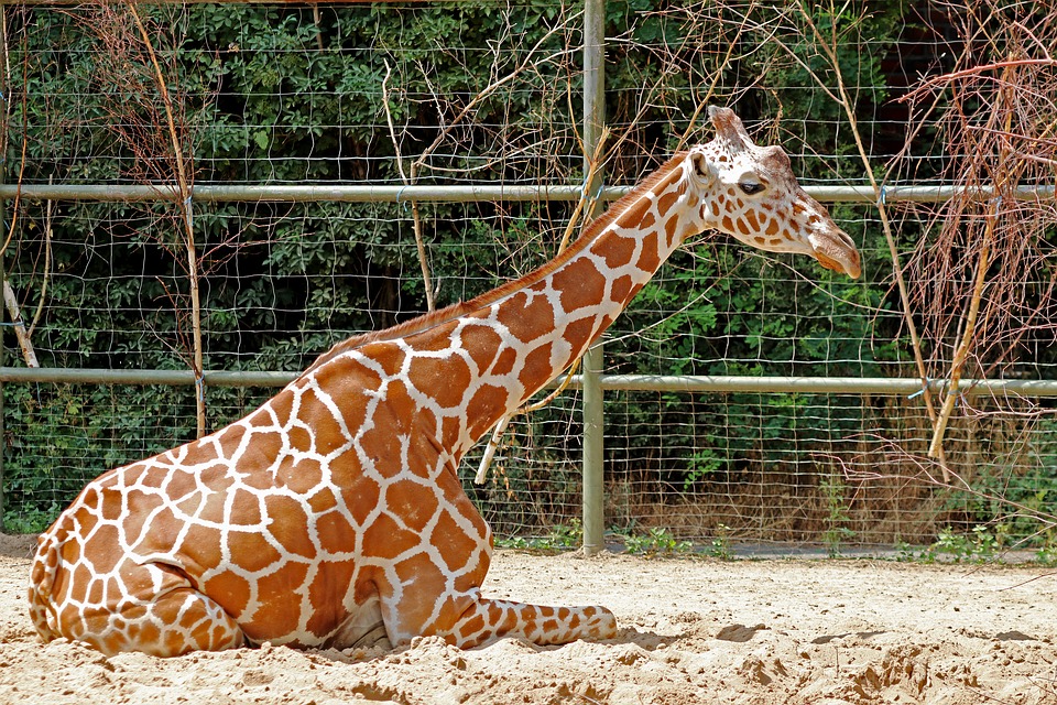 Wild Animals In Captivity - Born Free