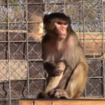 Iowa 5 - New Lives at the Primate Sanctuary