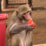 Iowa 5 - New lives at the sanctuary