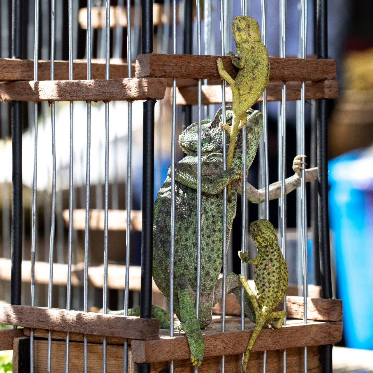 Captive reptiles, Marrakesh, Morocco 2019 (c) Aaron Gekoski, BFF (3 (41)