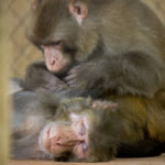 Photo of Creed and Oscar grooming.