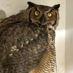 Great horned owl who was injured in a trap