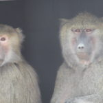 Baboons Violet and Presley