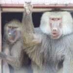 Baboons Presley and Marlin