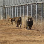 Baboons Marlin, Presley, and Violet