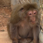 Iowa 5 - New lives at the sanctuary