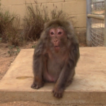 Iowa 5 - New lives at the sanctuary