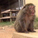 Iowa 5 - New lives at the sanctuary