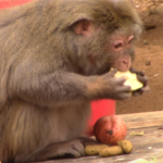 Iowa 5 - New lives at the sanctuary