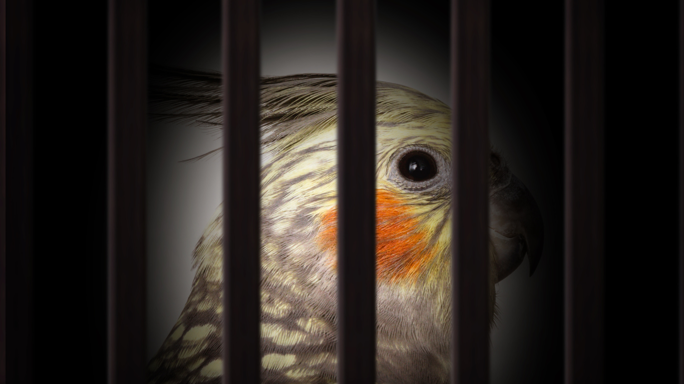 Legislation regulating the private ownership of exotic animals in the U