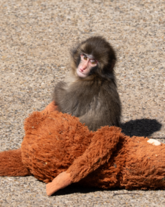 Punch the Monkey