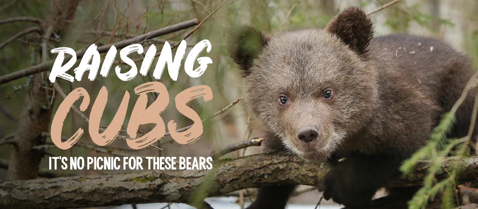 RAISING CUBS