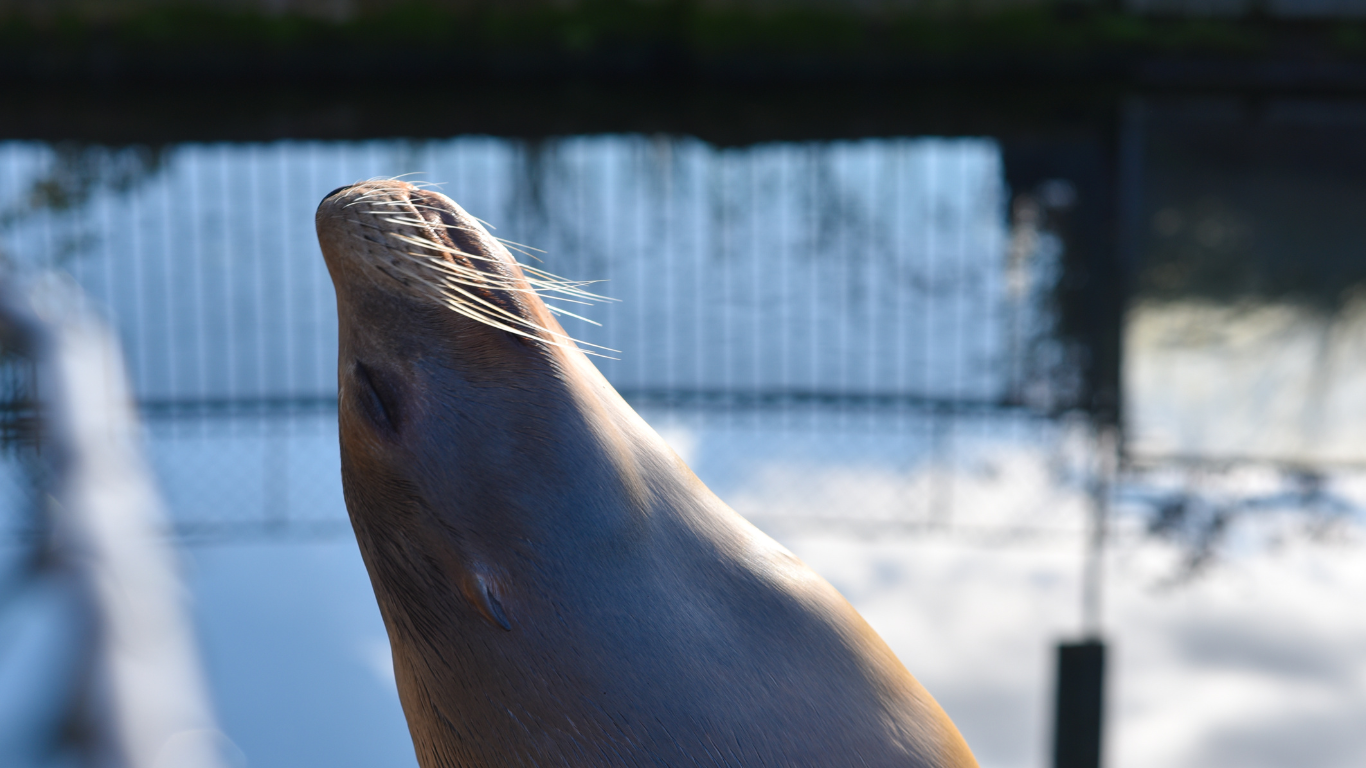 Zoos after hours Holiday events held at zoos reveal that their