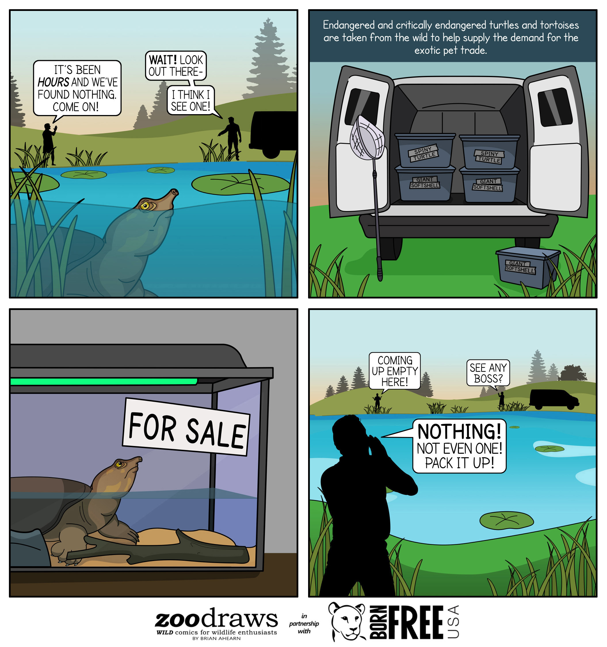 Born Free USA x ZooDraws: Asian Giant Softshell Turtle Comic