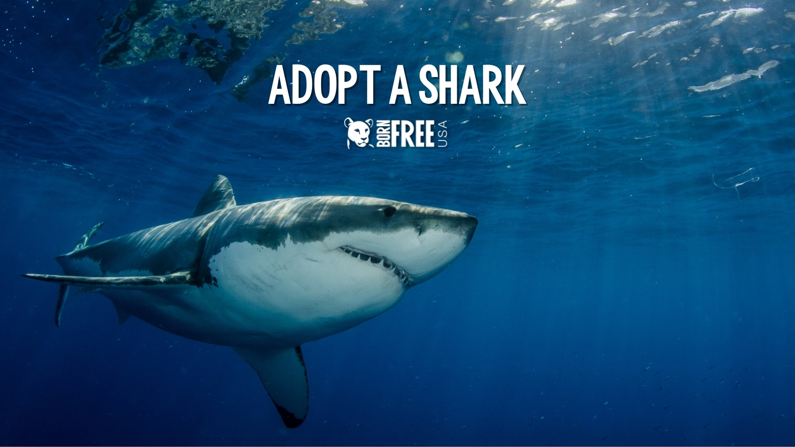 Adopt a Shark! | Born Free USA