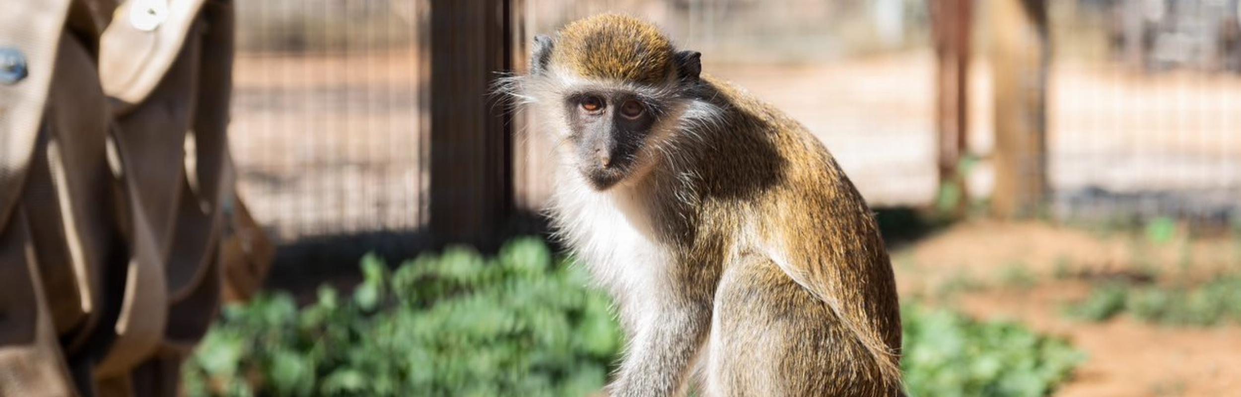 Willis he Vervet Monkey