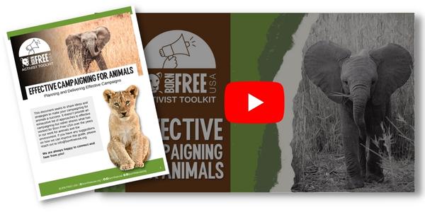 Campaigning for Animals Guide (Both Text and Video Formats)