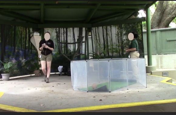 A zookeeper handles Teller the snake while Julio the armadillo continues to run frantic laps around his temporary enclosure. Photo: Born Free USA. 