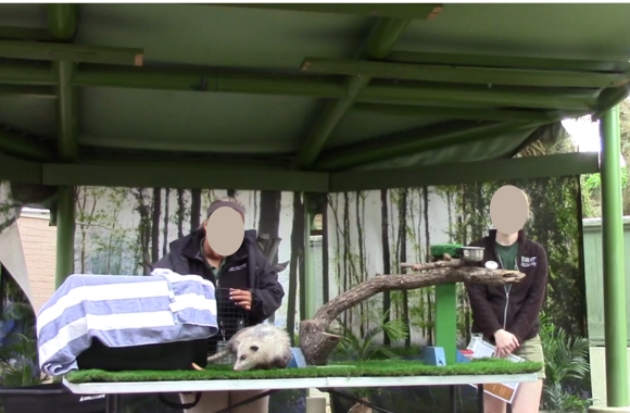 Hazel the opossum, desperate to return to her crate, is lured with treats. Photo: Born Free USA.