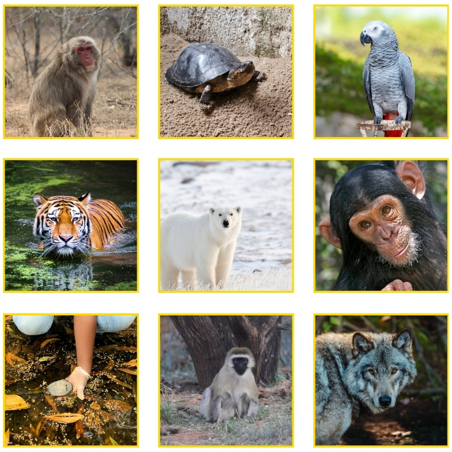 Wildlife Collage