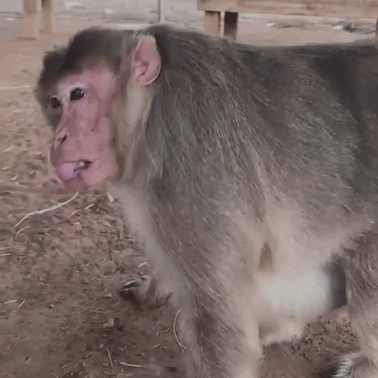 Armstrong lip-smacking, a friendly gesture.