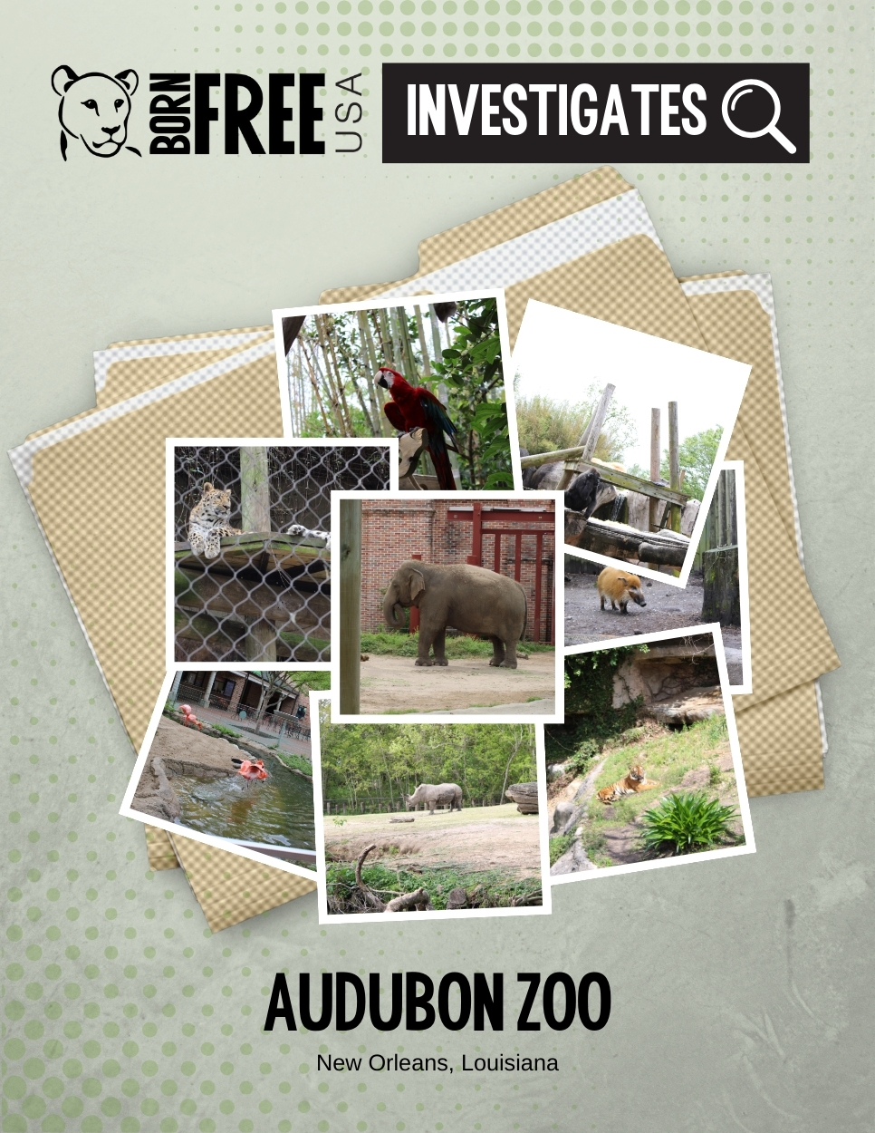Audubon Zoo Investigation