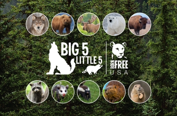 Born Free USA Launches “Big Five and Little Five” Campaign to Promote  Wildlife Conservation in North America | Born Free USA