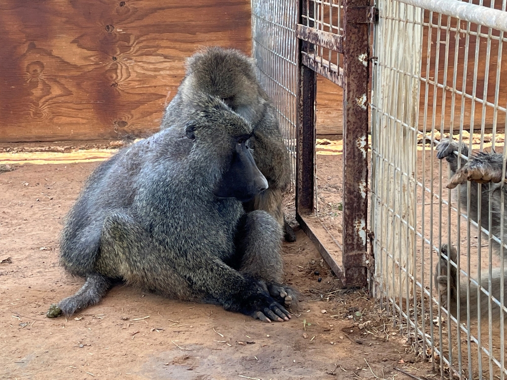 Marlin grooms his new best friend, Darwin. Photo: Born Free USA.